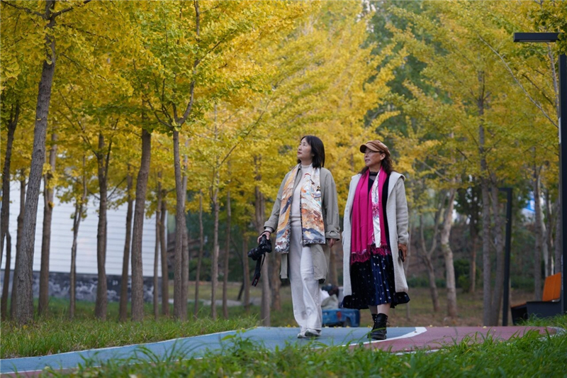 10月30日,附近居民在圣景公园银杏林游玩。 徐少立摄