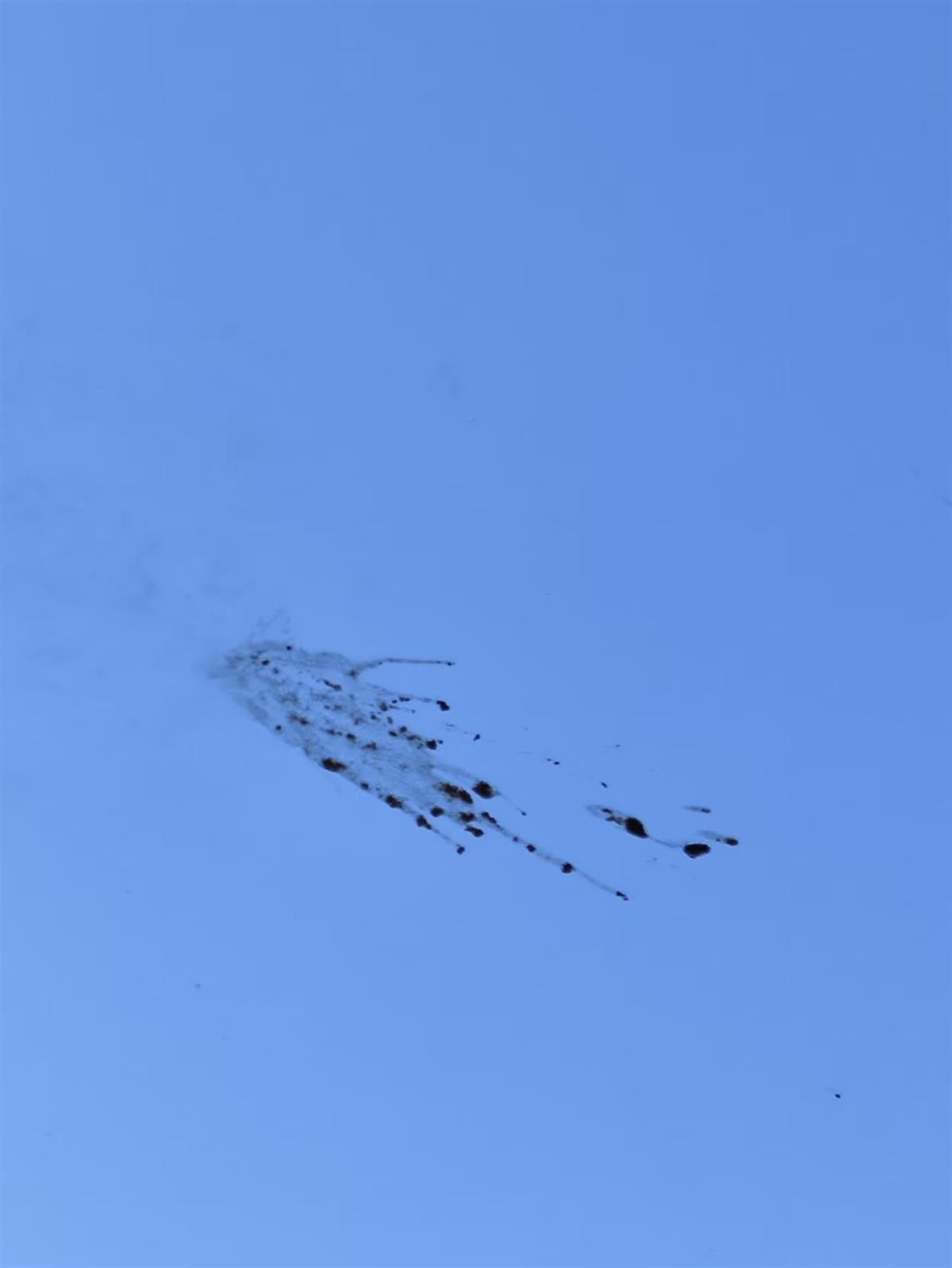 玻璃上残留着疑似鸟类的血迹 来源:网友供图