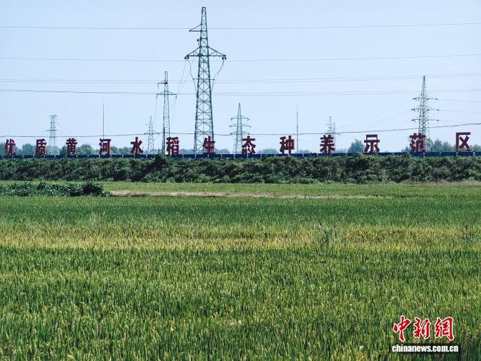 图为原阳县黄河水稻生态种养示范区。刘鹏 摄
