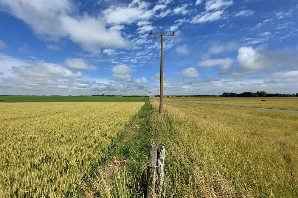 阿根廷布宜诺斯艾利斯一处麦田 彭博社