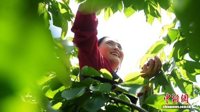 图为村民沉浸在采摘瓜果的喜悦中。米林融媒体中心 供图