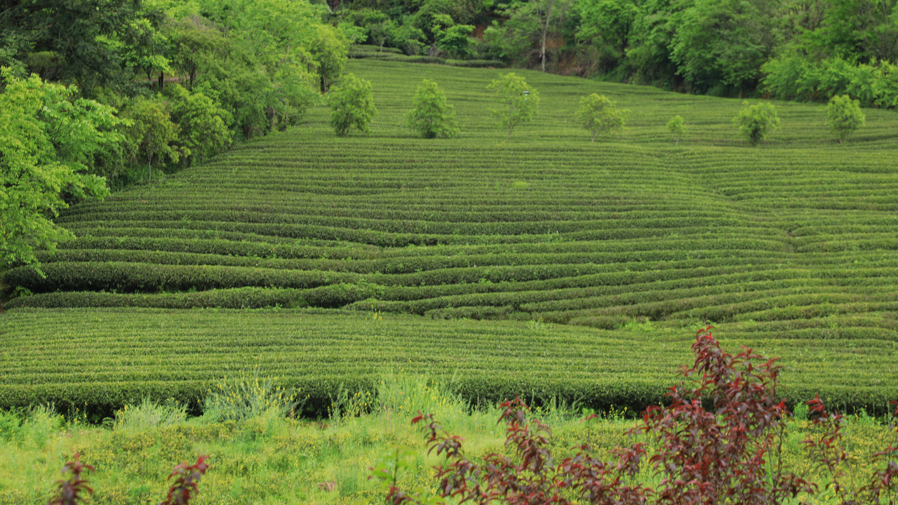 燕子窠生态茶园 潮新闻记者 朱骅超摄