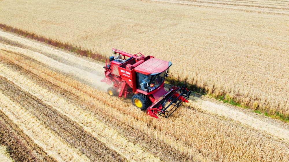 图为5月27日，农机手驾驶大型机械在山东临沂市郯城县泉源镇大马庄村的麦田里收割成熟的麦子。（李学飞 摄）