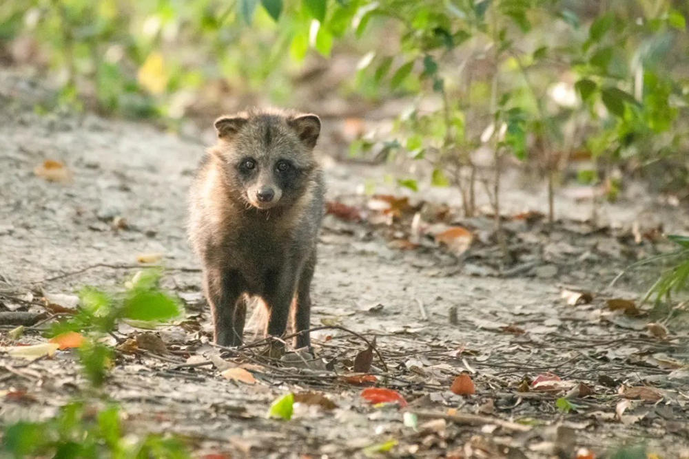 貉,国家二级保护动物。上海市林业总站 图