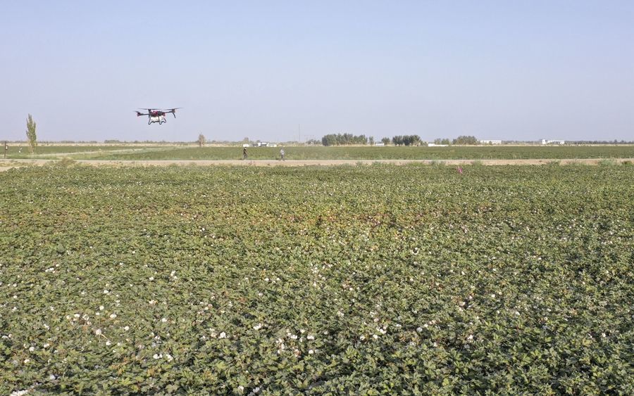 在新疆尉犁县兴平镇达西村一处高标准农田,种植户用无人机喷洒脱叶剂(2022年9月20日摄,无人机照片)。新华社发(汪志鹏 摄)