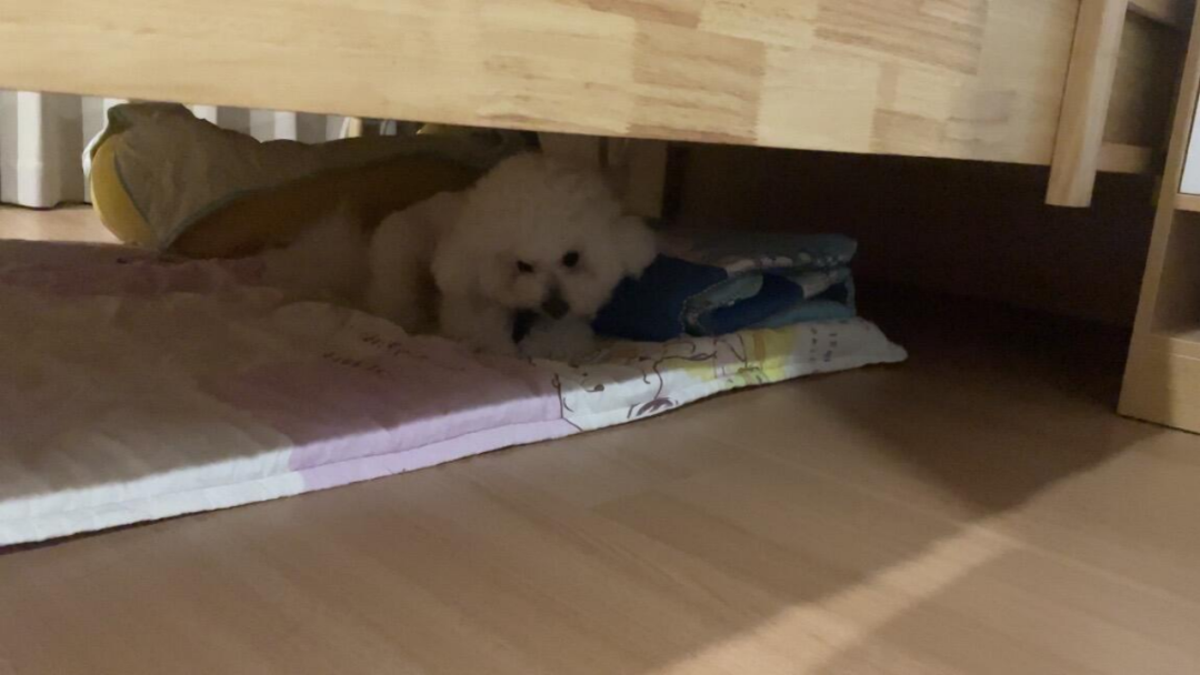 陪伴小蒋的奶奶住进养老院的小狗