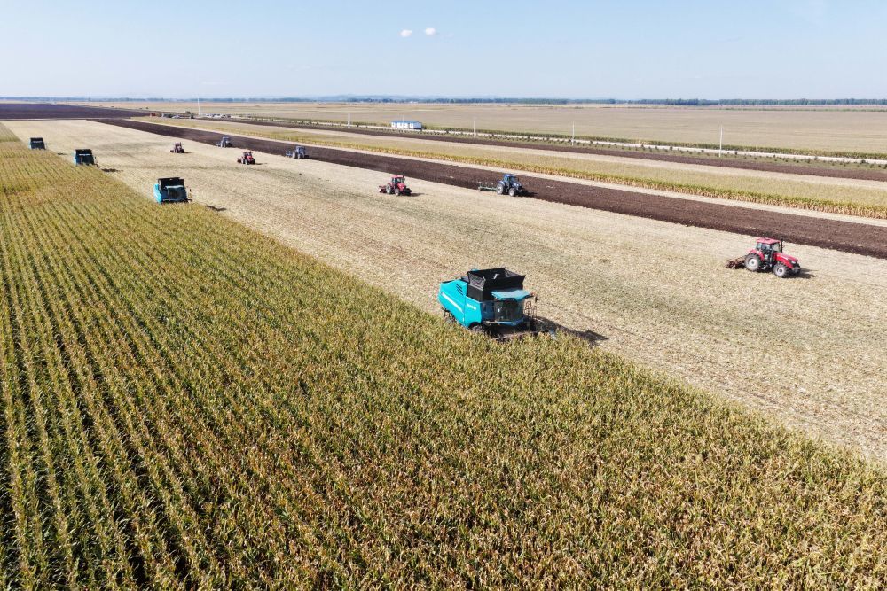2025年9月23日,在位于双鸭山市的黑龙江北大荒农业股份有限公司友谊分公司一旱田地块,大型农业机械在进行玉米收获作业(无人机照片)。新华社记者 王松 摄