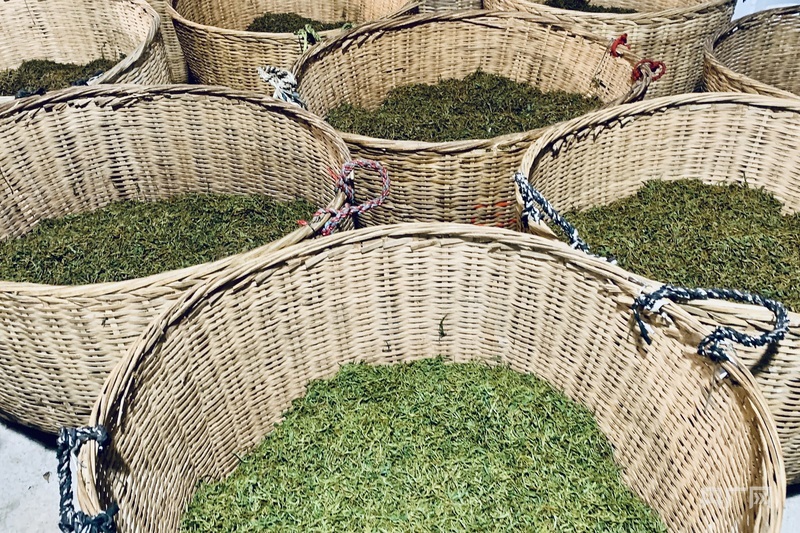 何以中国|非遗技艺传承人以匠心守护传统制茶之魂_凤凰网