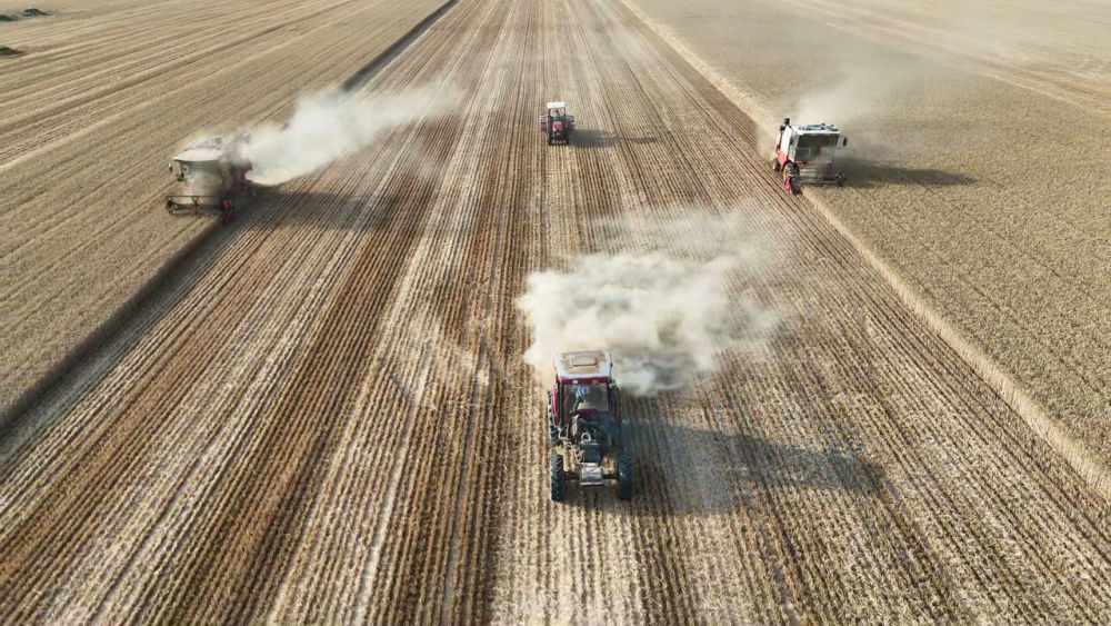 在河南省商丘市梁园区李庄镇潘堂村的麦田里，收割机进行收割作业。新华社记者 姜亮 摄