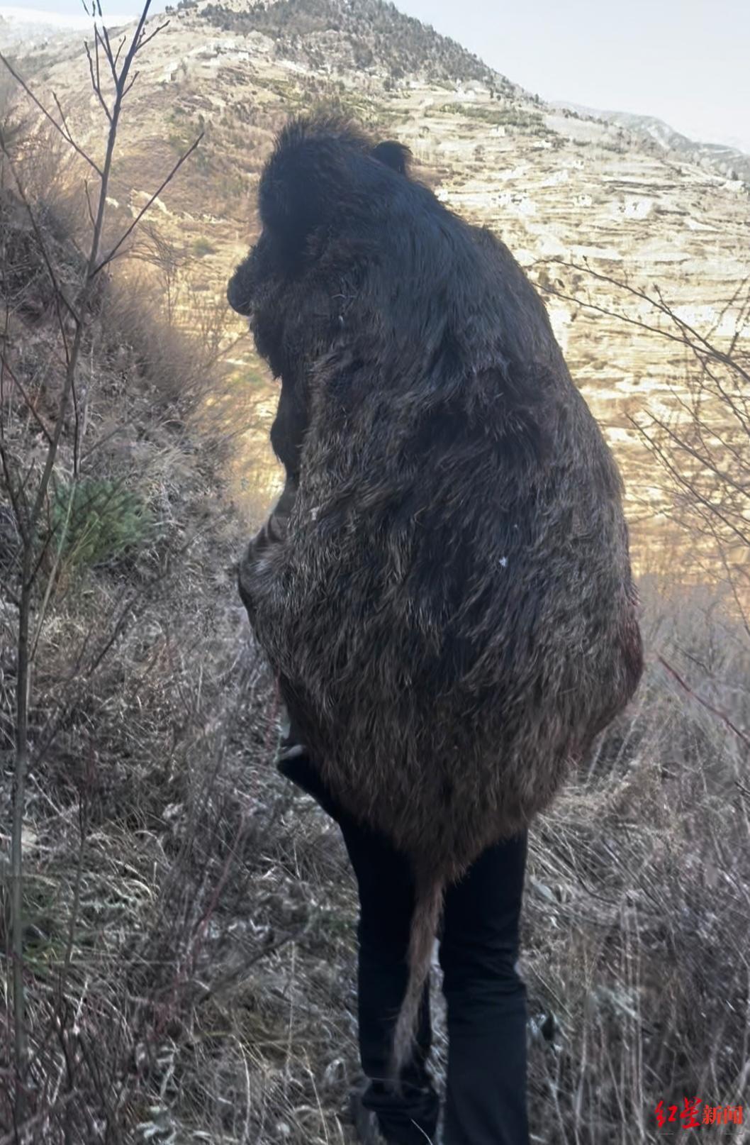 ▲阿强把猎杀的野猪背下山