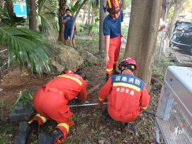 消防队员正在清理蛇患