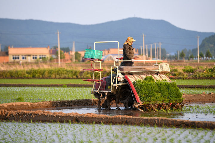 在吉林省吉林市永吉县鑫丰种植农民专业合作社,农民驾驶农机进行水稻插秧(2025年5月26日摄)。新华社记者 张楠 摄