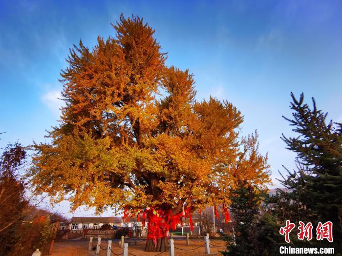 大连千年古树复壮记:守护岁月的“活化石”