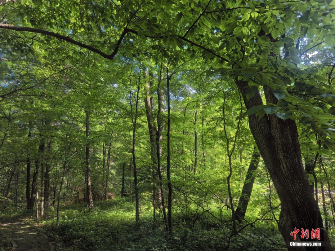 原始森林中的朝阳山坡。苍雁 摄