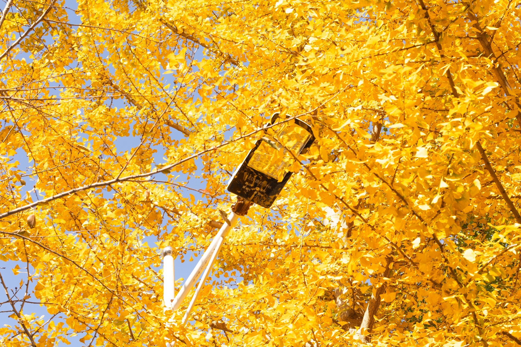 20251105武汉黄陂清凉寨秋景-10