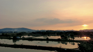 红棉古树映青云