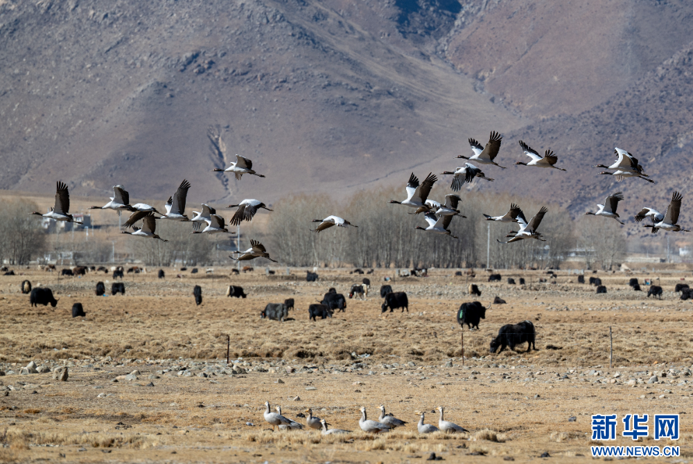 这是11月26日在西藏拉萨市林周县境内拍摄的黑颈鹤和斑头雁。新华网 旦增努布 摄