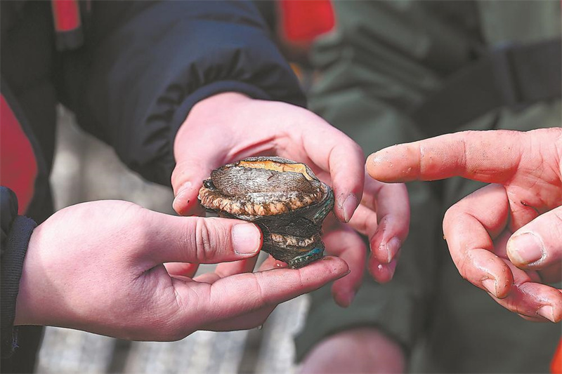 △ 如今，生长在不同海域层面的鲍鱼、坛紫菜、仙女蛤等，已成为平潭引以为豪的海洋物产。据统计，平潭鲍鱼年产量已近4.8万吨，产值超20亿元。其中，品质上乘的“平潭鲍”更成为当地向海而兴的“金名片”。