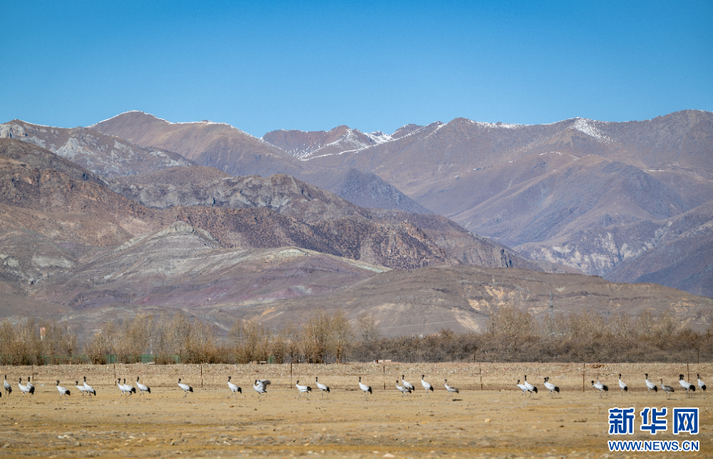 这是11月26日在西藏拉萨市林周县境内拍摄的黑颈鹤。新华网 旦增努布 摄