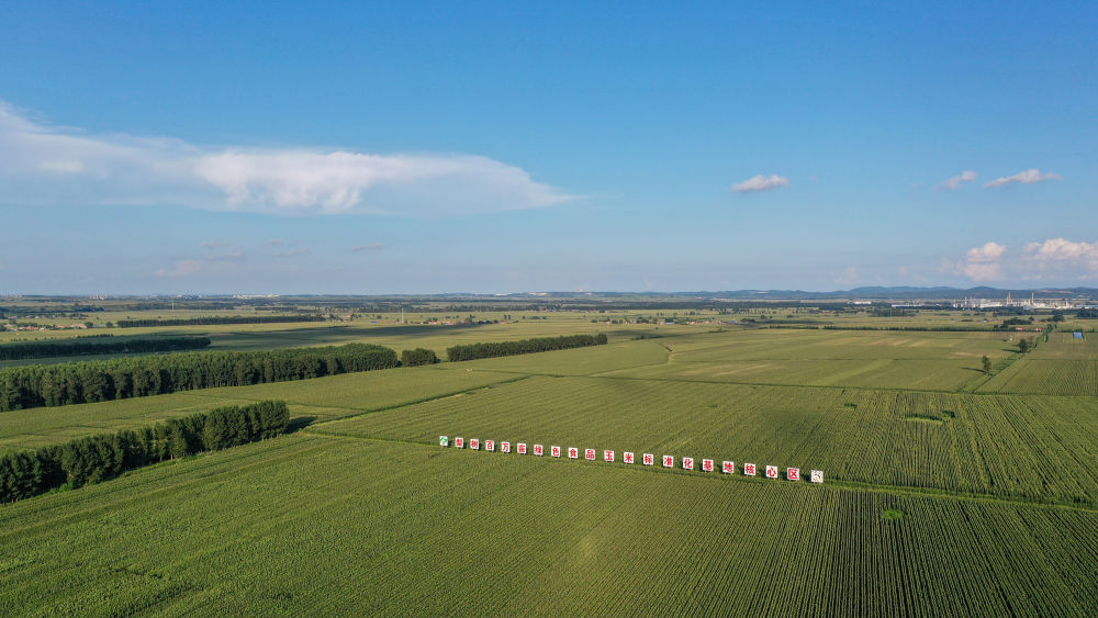 2024年8月8日拍摄的吉林省梨树县国家百万亩绿色食品原料（玉米）标准化生产基地核心示范区（无人机照片）。