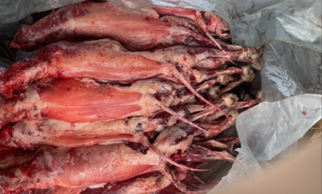 刚收来的貉子胴体，刘猛（假名）处理成白条后，会发给客户