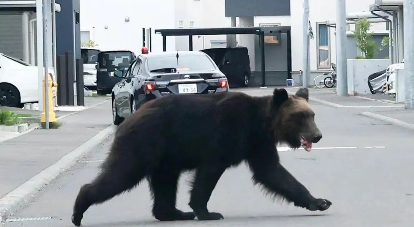 出现在人类生活范围的熊