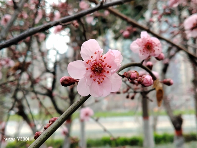 23.5小时霸榜续航榜!vivo Y300i体验评测:超高颜值的一款耐造神机