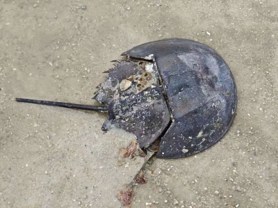 被摩托车轧伤的鲎。