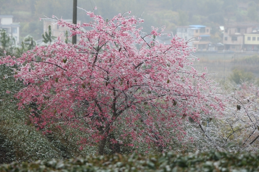 广东韶关新丰,强劲冷空气到来时,便会出现终年难得一见的冰雪、雾凇景观。图源:韶关旅游