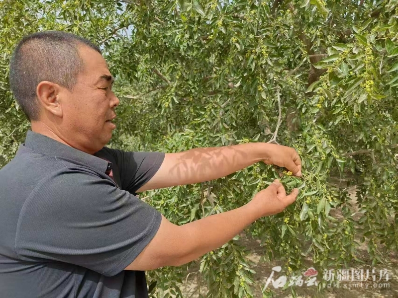 红枣种植户赵连斌察看枣树生长情况。石榴云/新疆日报记者 张磊摄