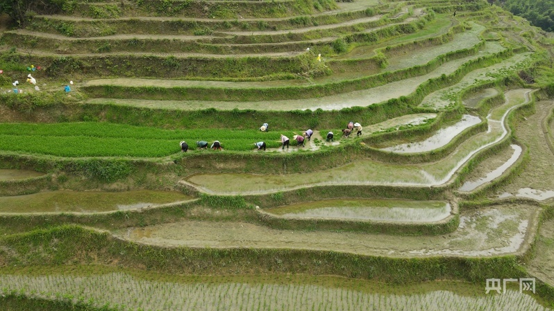 谢坪村的村民正在梯田插秧(央广网发 肖江峰 摄)