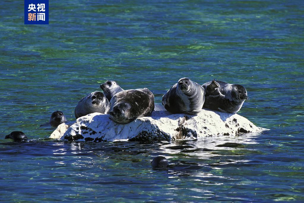 跟着习主席看世界丨在这“梨花开遍了天涯”的季节 去“三好”邻邦家做客