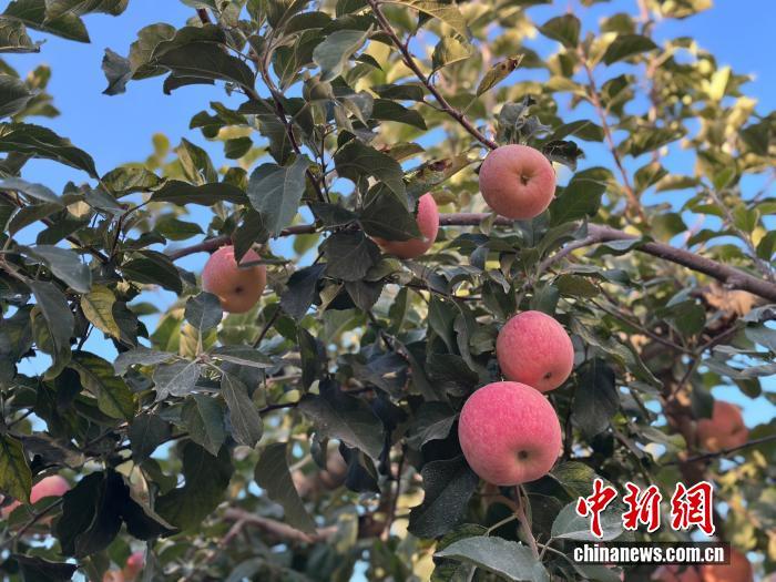 阿克苏苹果。 中新网记者 姜雨薇 摄