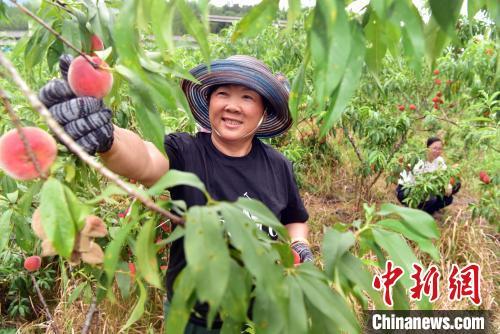 卢月香在采摘桃子。 中新网记者张丽君 摄。