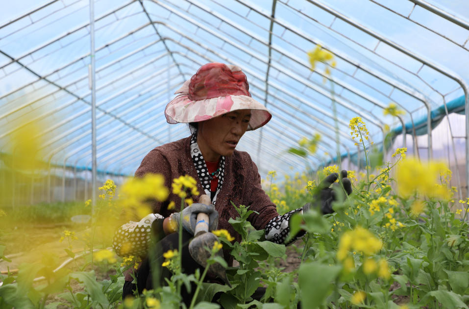 当地村民在高原航天育种基地务工。人民网记者 次仁罗布摄