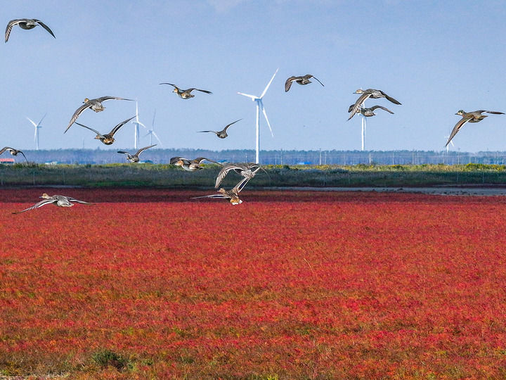 2024年10月29日，鸟类飞过江苏省盐城市东台条子泥湿地。新华每日电讯记者李博摄