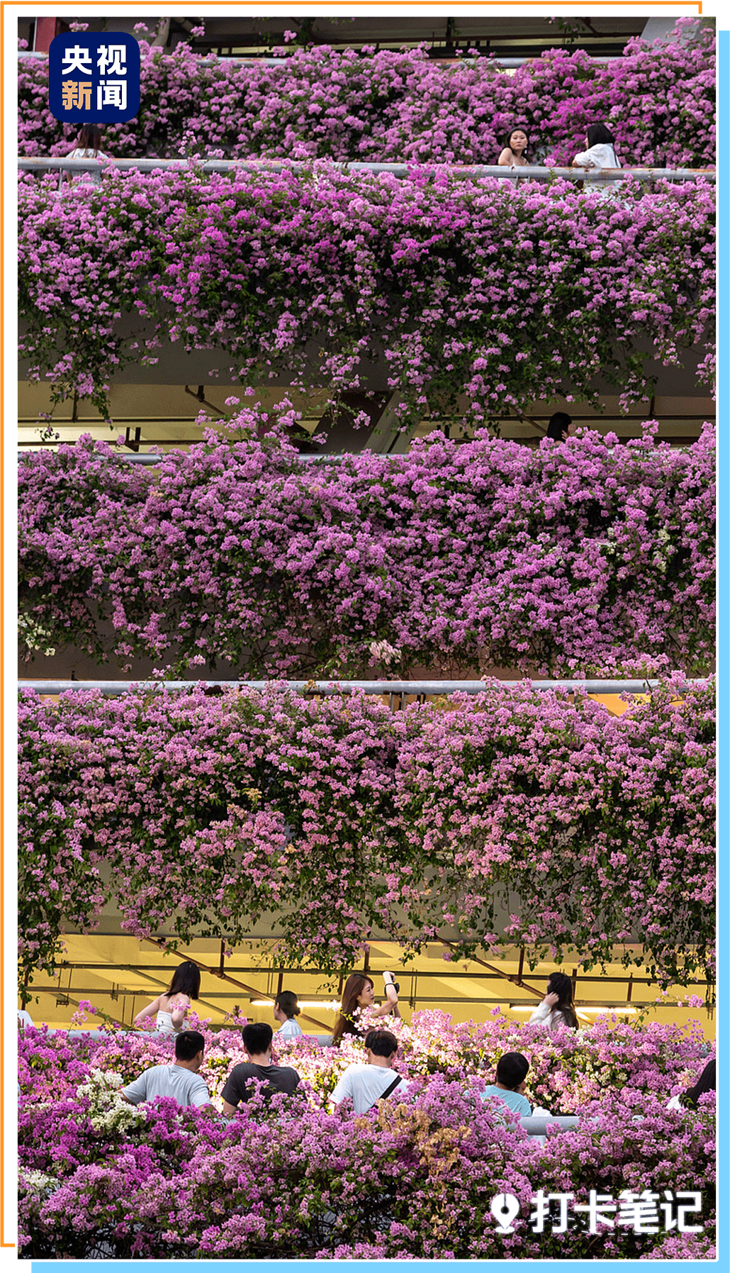 △深圳仙湖植物园外的浪漫花瀑