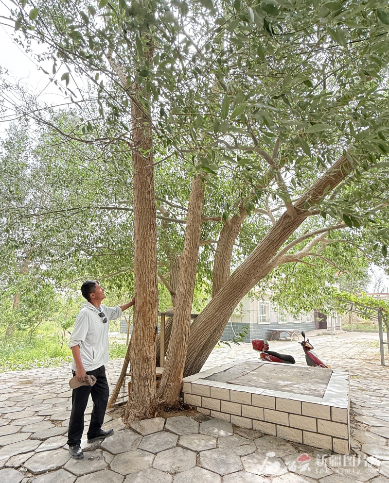 且末县防风治沙基地职工库尔班&middot;肉孜为采访团成员介绍刚入职时种下的第一棵柳树。石榴云/新疆日报记者 拍热扎提&middot;阿不都摄