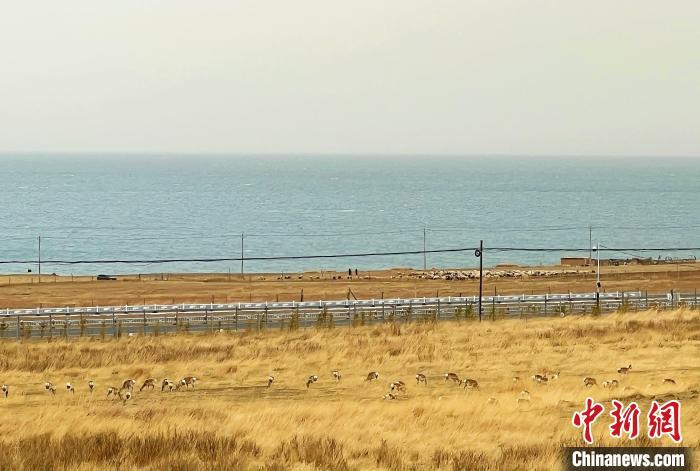 5月8日，青海湖岸畔的普氏原羚。　马铭言摄