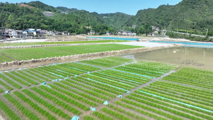 在贵州省松桃苗族自治县，秧苗一行行整齐地排列在水田里。新华社记者 杨焱彬 摄