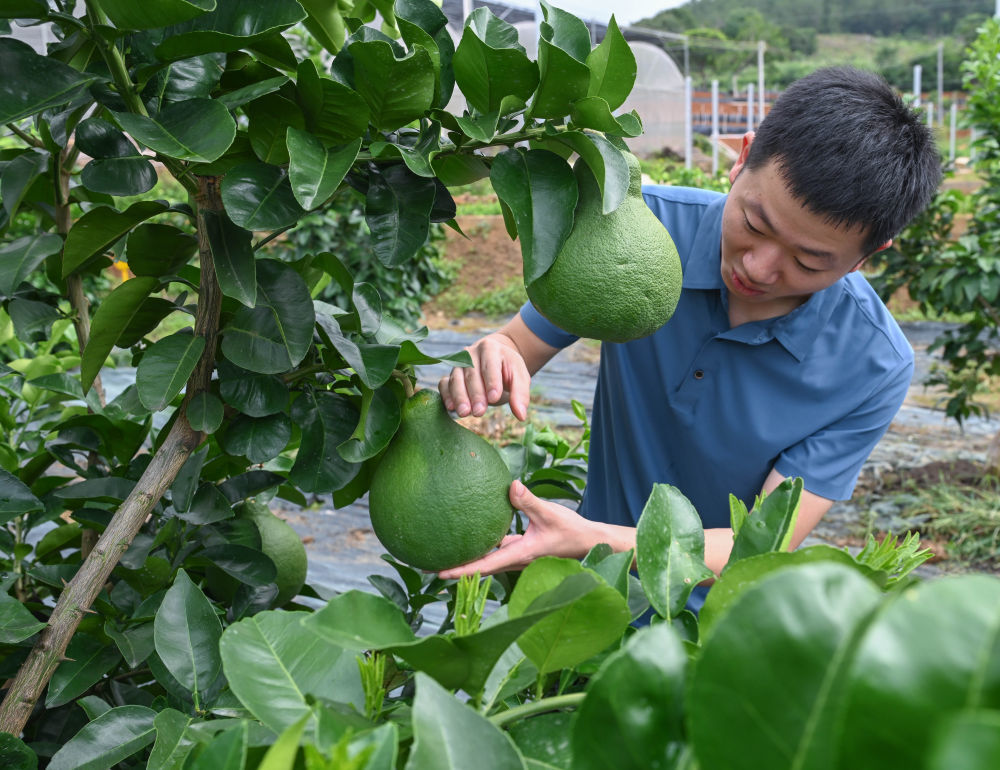 2025年6月12日,工作人员在广东省梅州市梅县区农业科学研究所检查柚子生长情况。