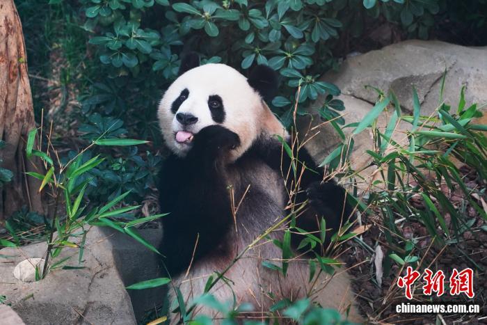 成都大熊猫繁育研究基地的大熊猫夏日卖萌。安源 摄