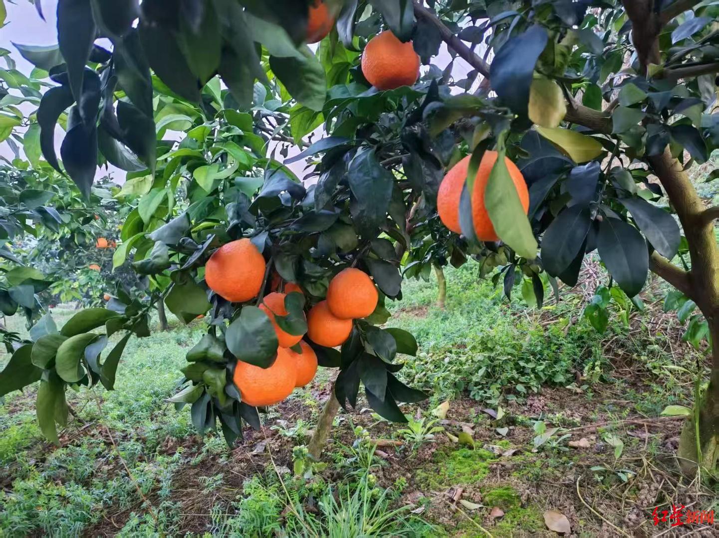 ▲果园里的爱媛