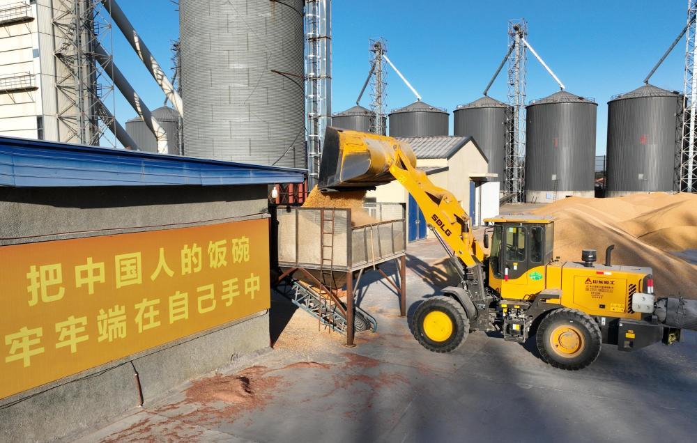 10月14日,在北大荒集团黑龙江共青农场有限公司粮贸中心,铲车在进行粮食清选作业为烘干做准备(无人机照片)。新华社发(李昂摄)