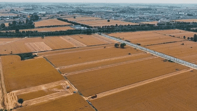 “三夏”生产一线观察｜田间好“丰”景 夏收正当时