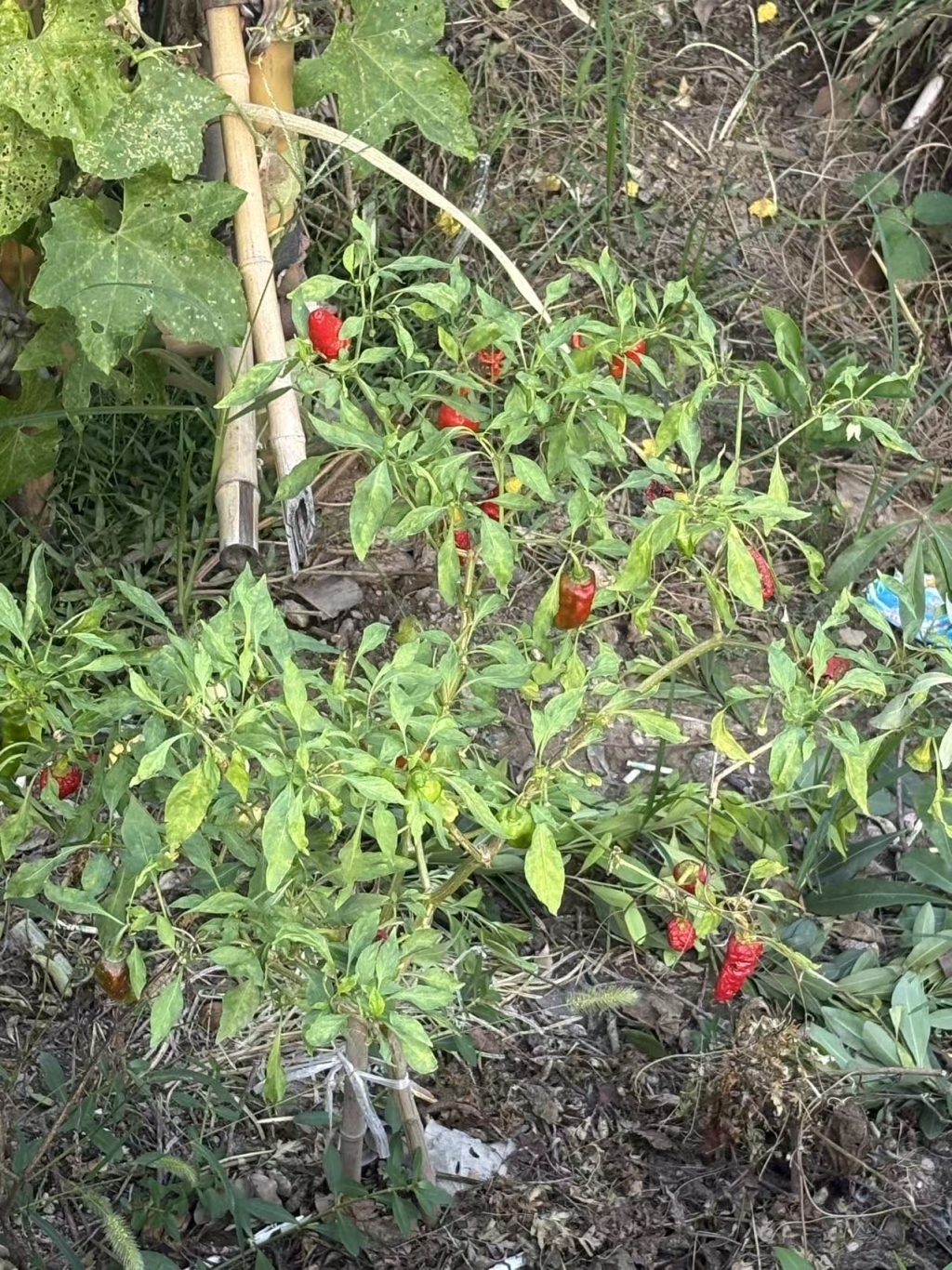 拍摄地附近的红辣椒