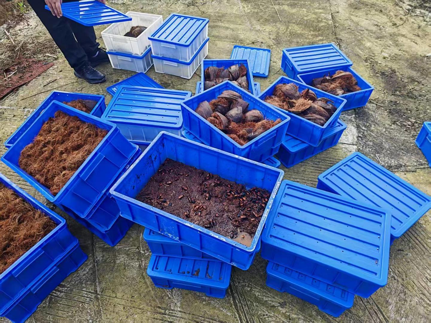 ▲查处的红棕象甲 富顺林业局供图