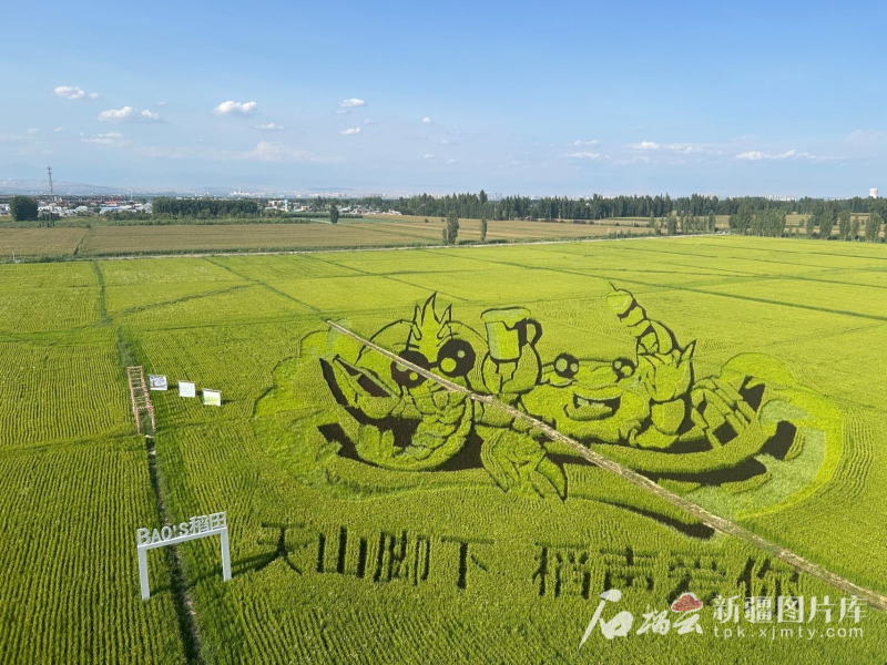 栩栩如生的稻田画。石榴云/新疆日报记者 宋卫国摄