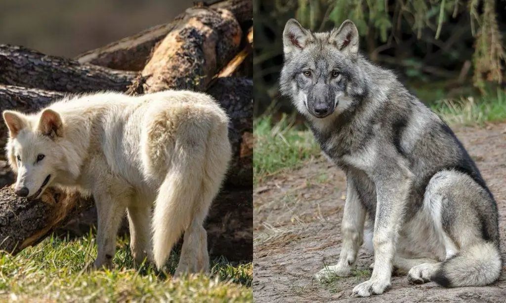 《权游》中灭绝一万年的冰原狼被复活,但我不觉得这是好事