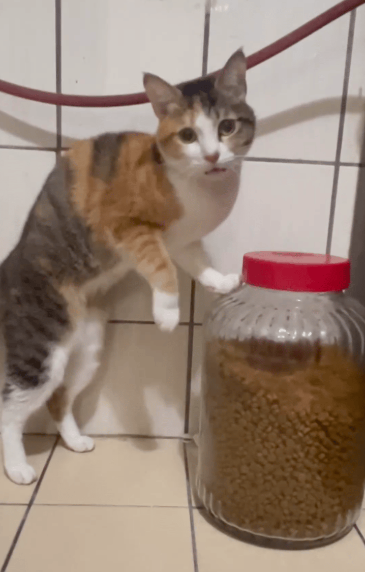 小花每一天的烦恼:什么时候开饭~?